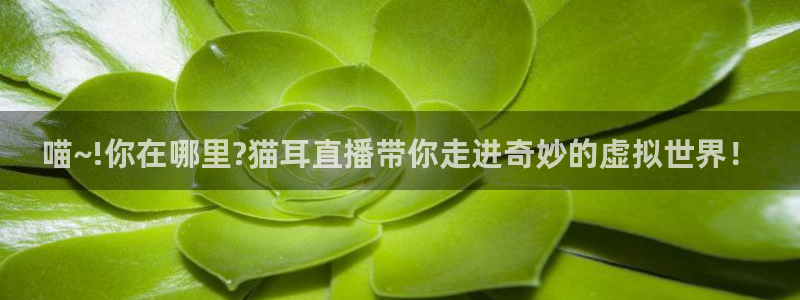 新球体育比分网：喵~!你在哪里?猫耳直播带你走进奇妙的虚拟世界！