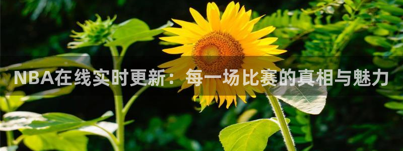 新球网直播：NBA在线实时更新：每一场比赛的真相与魅力