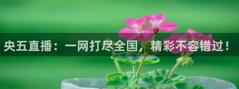 新球体育足球即时比分：央五直播：一网打尽全国，精彩不容错过！