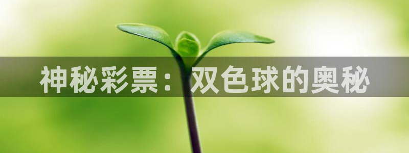 新球体育网球比分